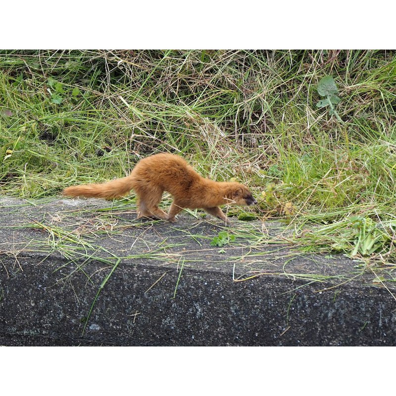 Mustela itatsi