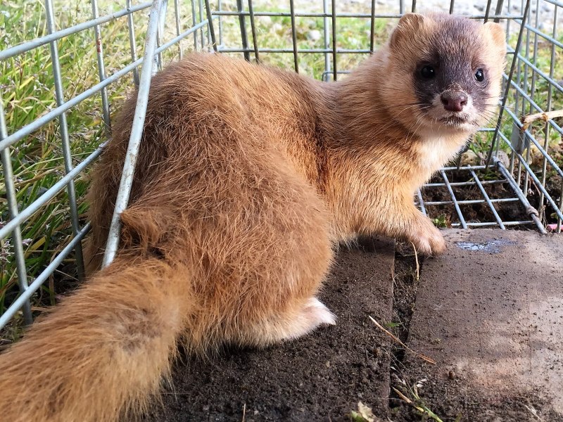 Mustela itatsi