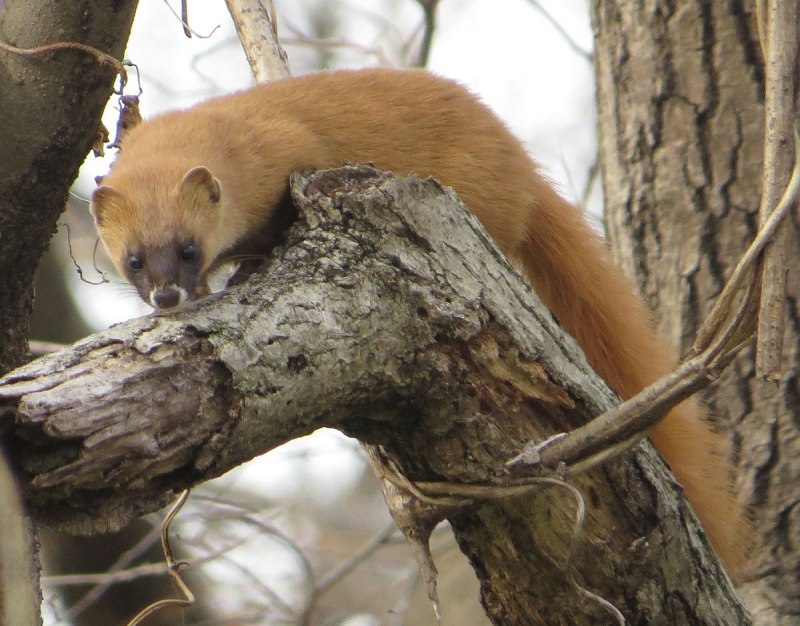 Колонок Mustela sibirica