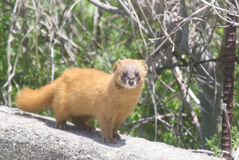 Колонок Mustela sibirica Pallas, 1773