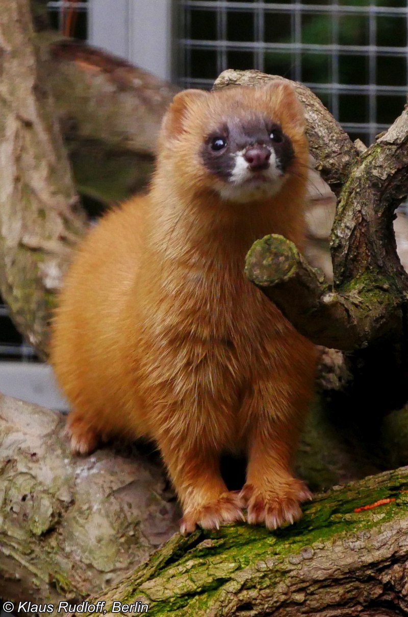 Колонок Mustela sibirica