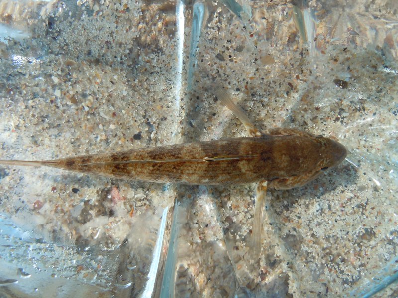 Бычок-кругляк (Neogobius melanostomus)