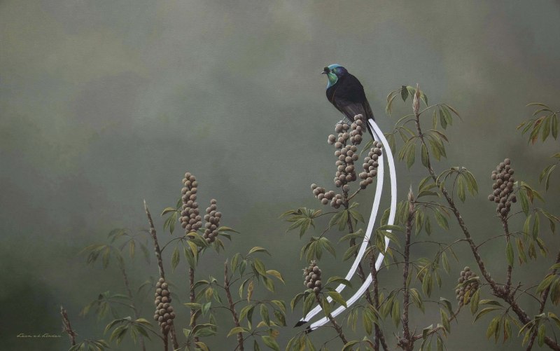Ribbon-tailed Astrapia