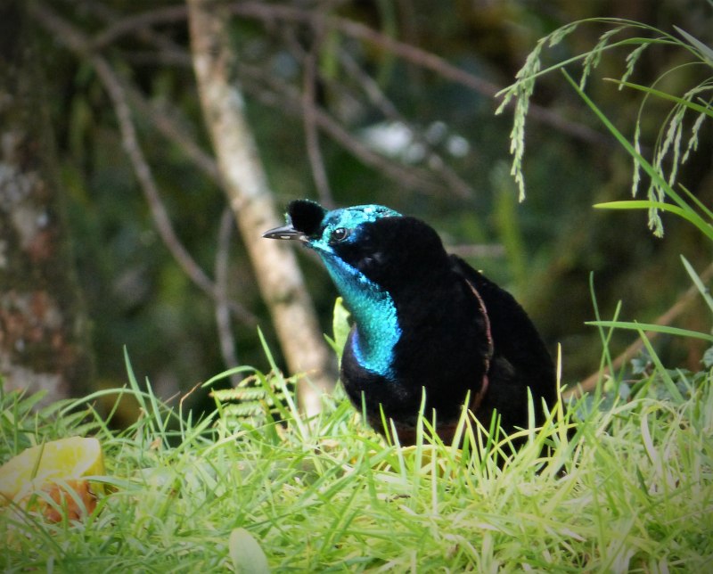 Ribbon-tailed Astrapia