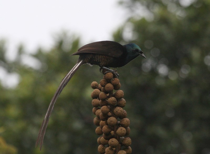 Huon Astrapia