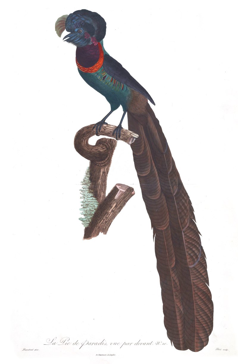 Arfak Astrapia