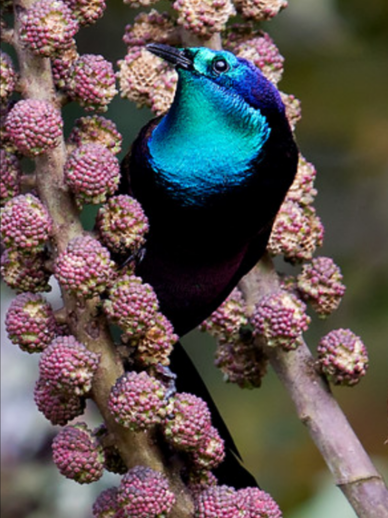Astrapia stephaniae