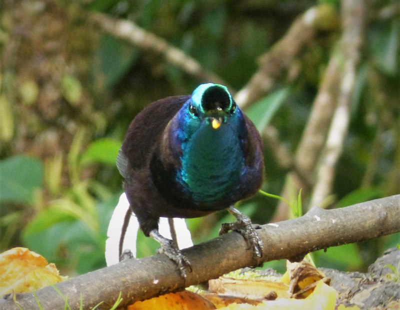 Ribbon tailed