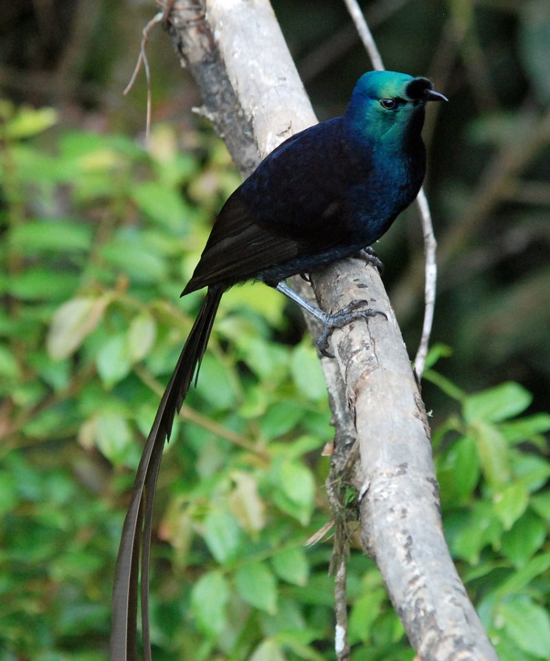 Astrapia stephaniae