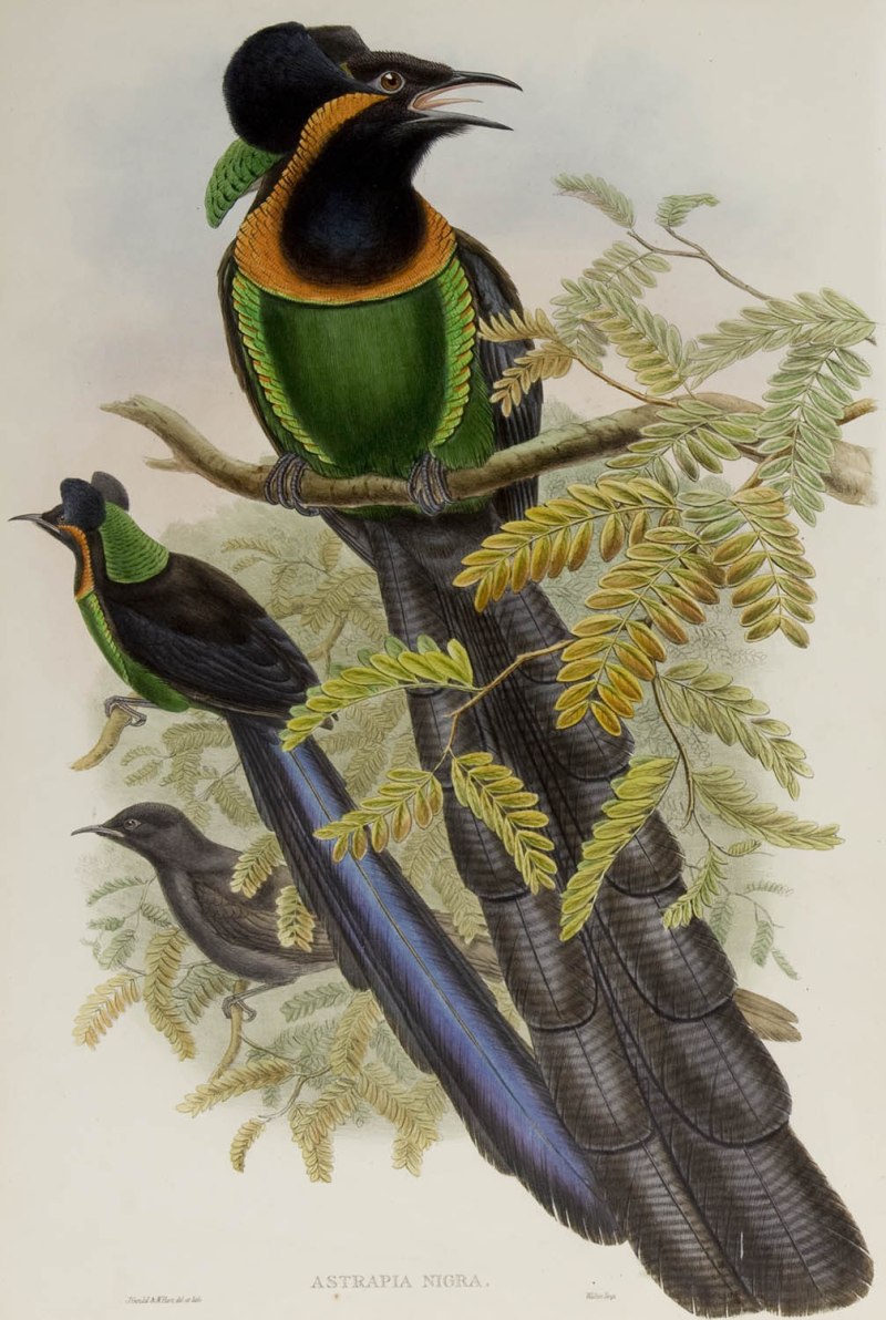 Райские птицы John Gould