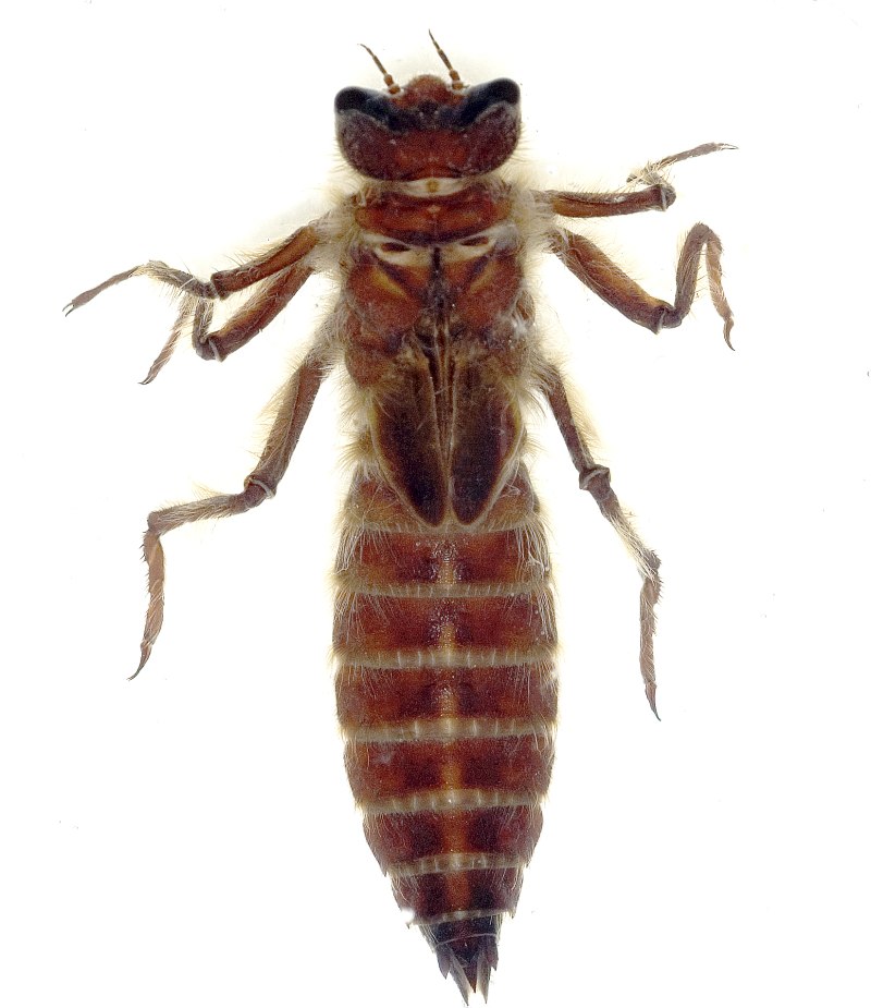 Neopetalia punctata