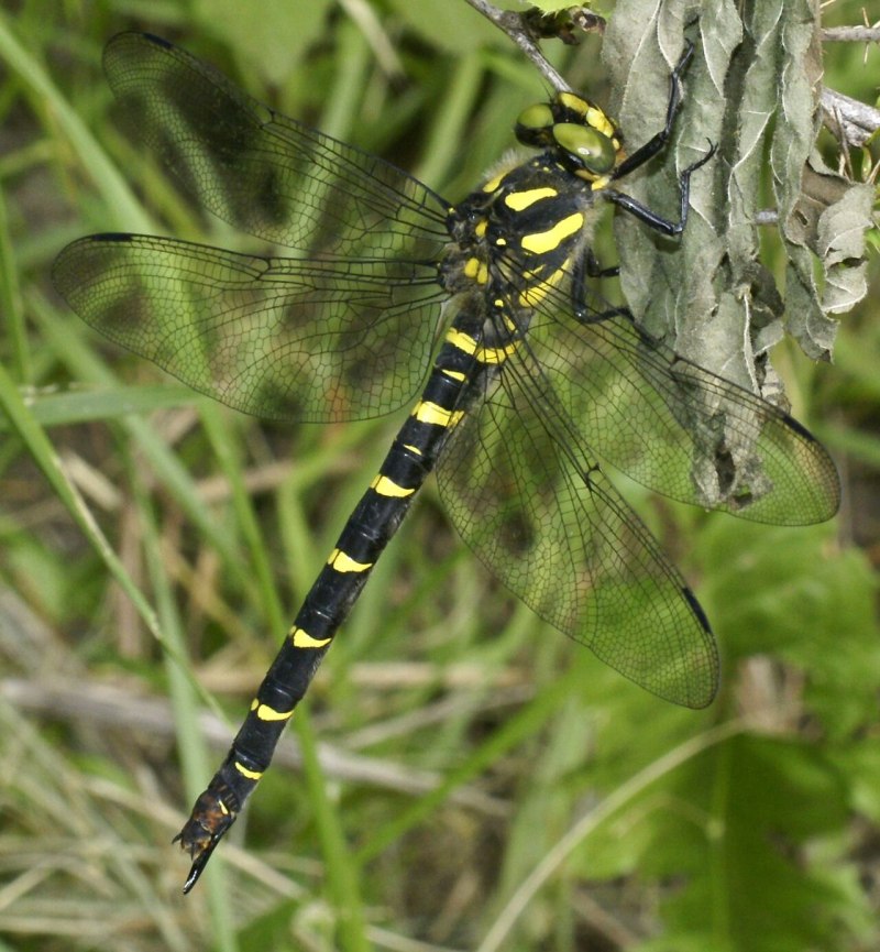 Cordulegaster bidentata