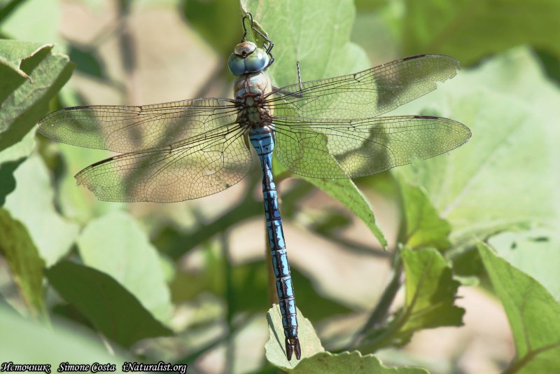 Дозорщик-Император (Anax Imperator)