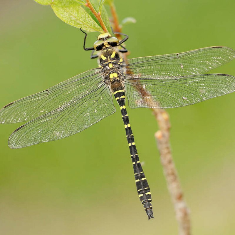 Antonia Dragonfly