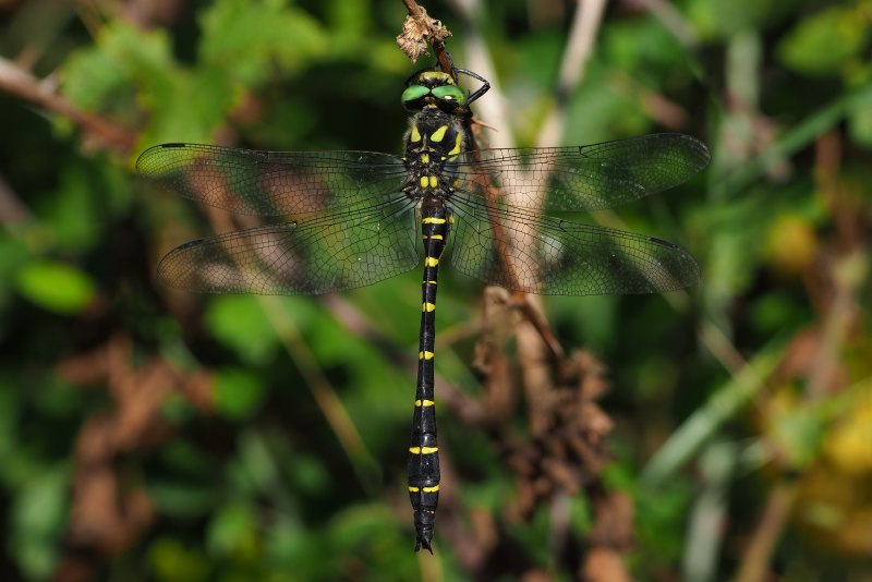 Cordulegaster bidentata