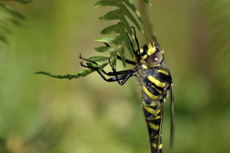 Golden-Ringed Dragonfly