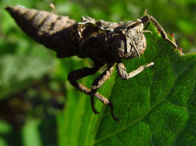 Кордулегастер персидский (Cordulegaster charpentieri)