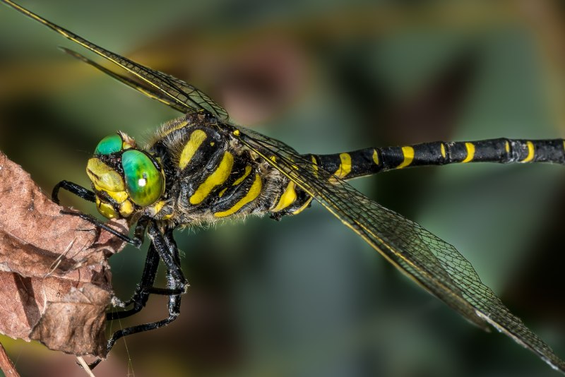 Golden-Ringed Dragonfly
