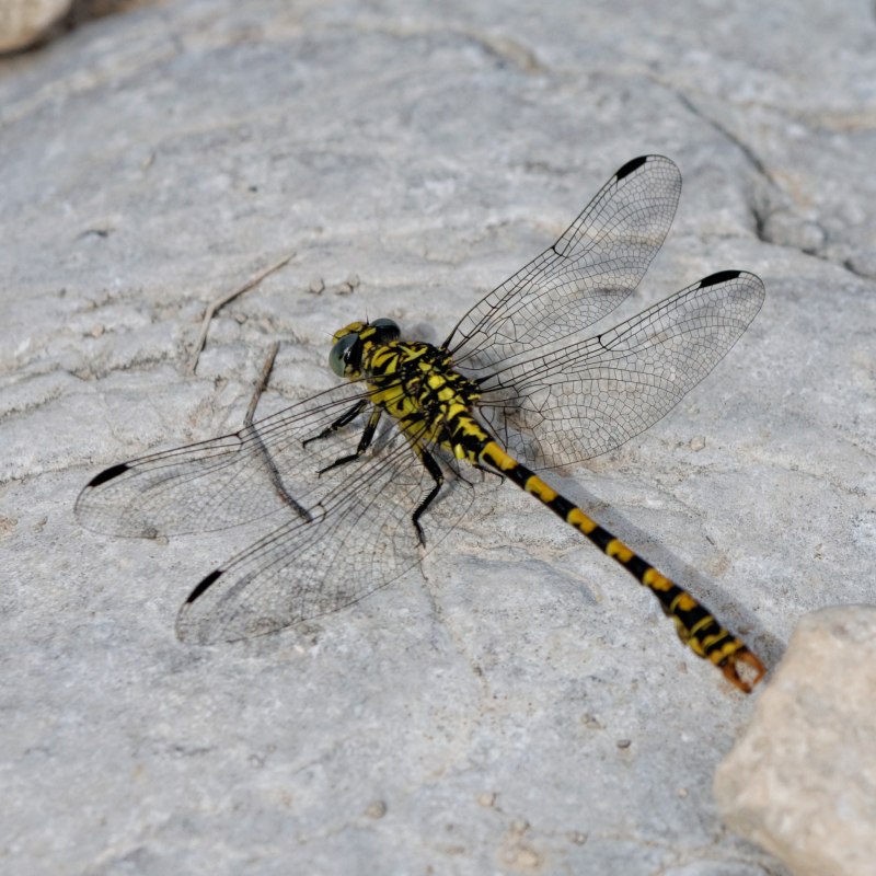 Cordulegaster bidentata