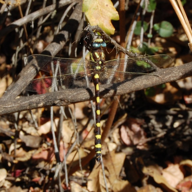 Cordulegastridae