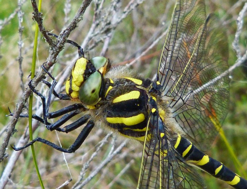 Golden-Ringed Dragonfly