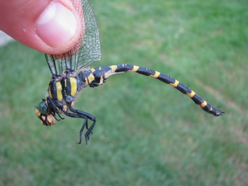 Cordulegaster самец