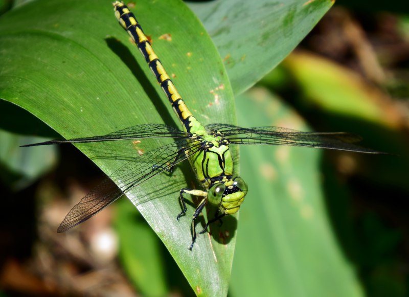 Ophiogomphus Cecilia
