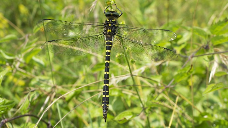 Golden Ringed Dragonfly перевод