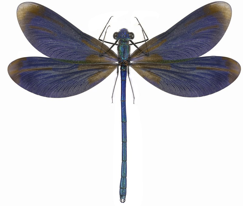 Calopteryx Virgo Linnaeus, 1758