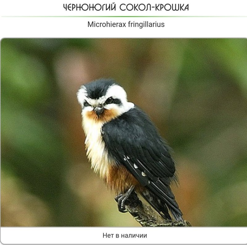 Белолобый Сокол-крошка
