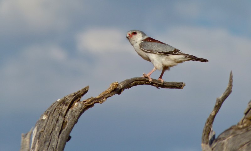 Polihierax semitorquatus