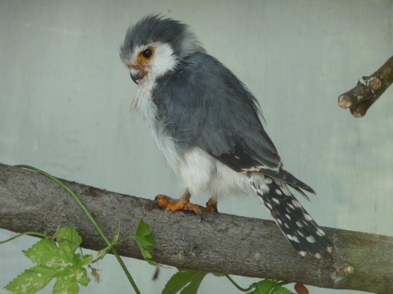 Pygmy Falcon