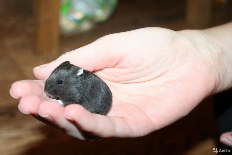 Чёрный джунгарский хомяк
