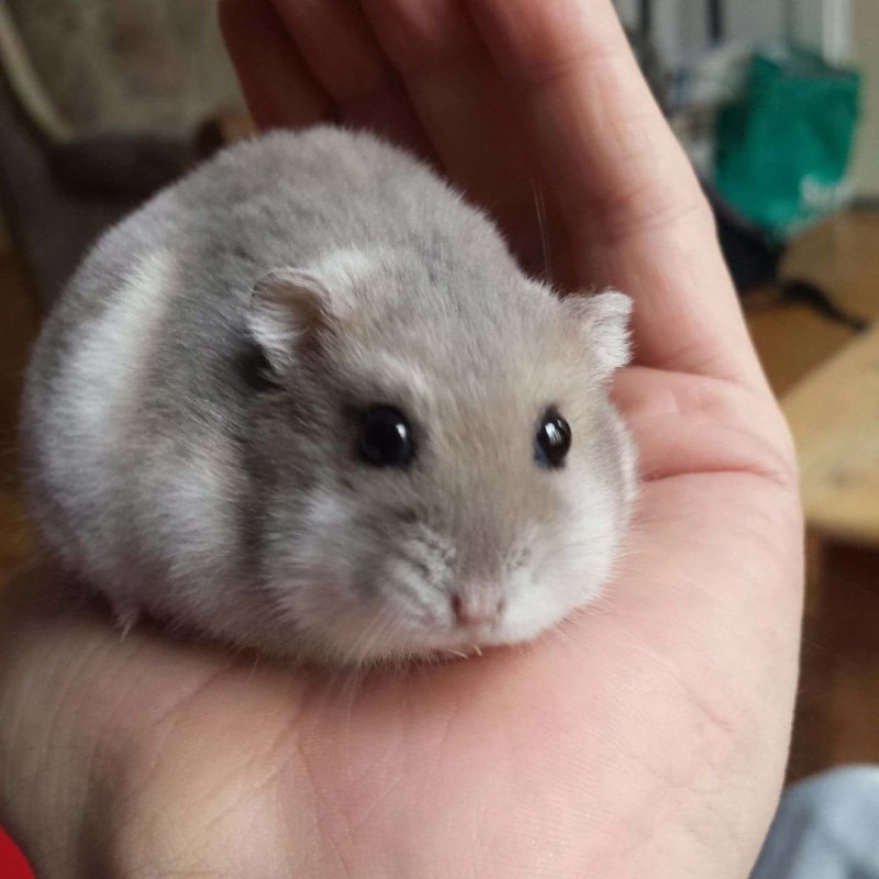 Джунгарский хомяк белый