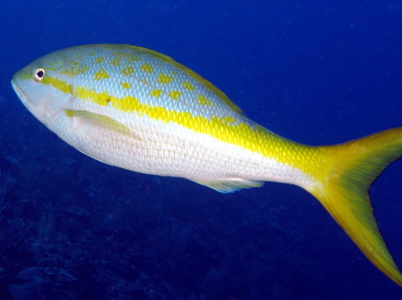 Yellowtail Snapper
