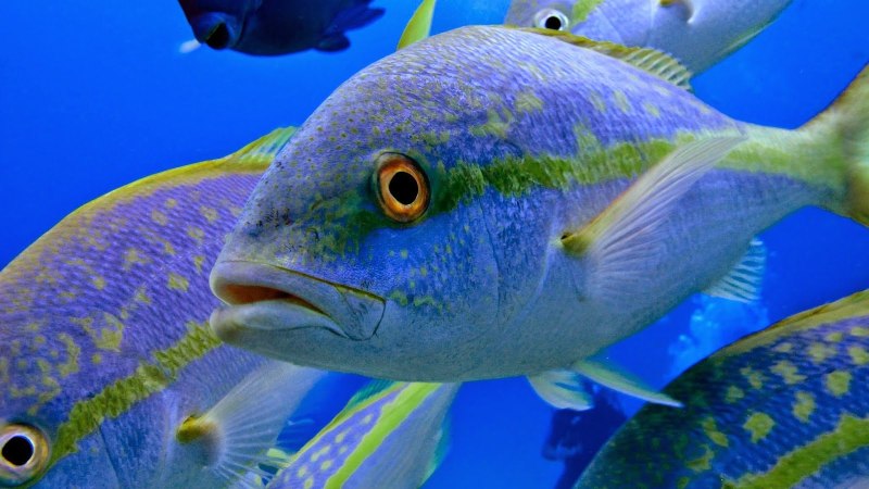 Yellowtail Snapper