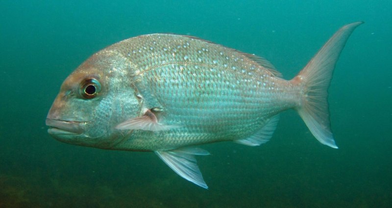 Snapper Fish