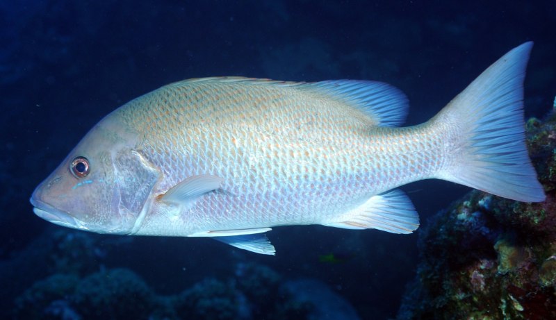 Луциан Lutjanus SP.