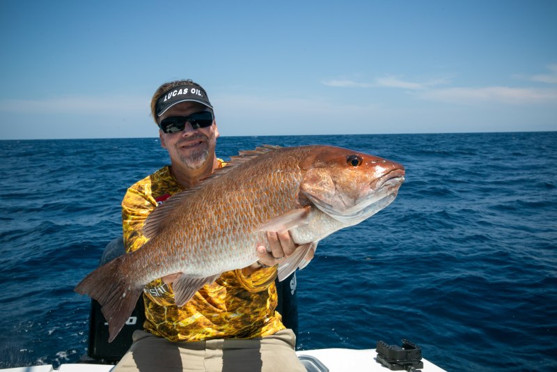 Mangrove Snapper