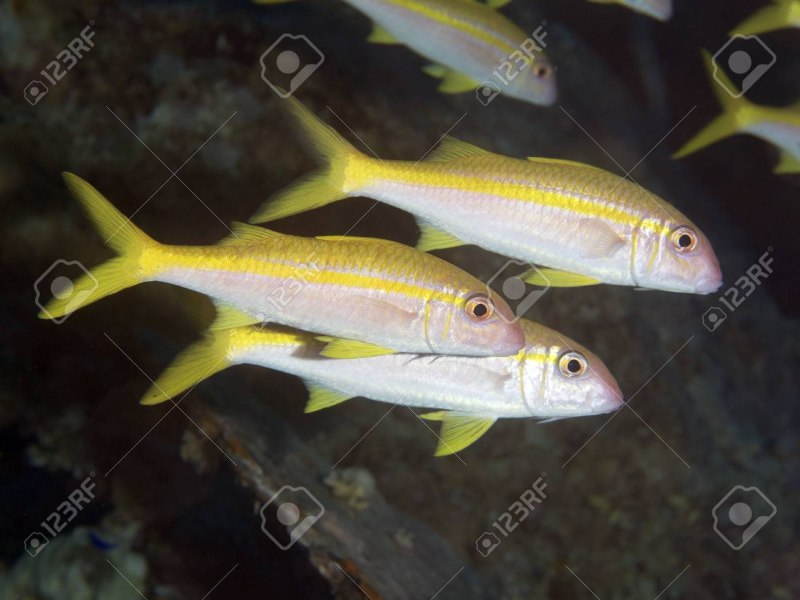 Yellowfin Goatfish