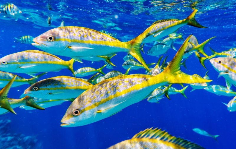 Yellowtail Blue Snapper