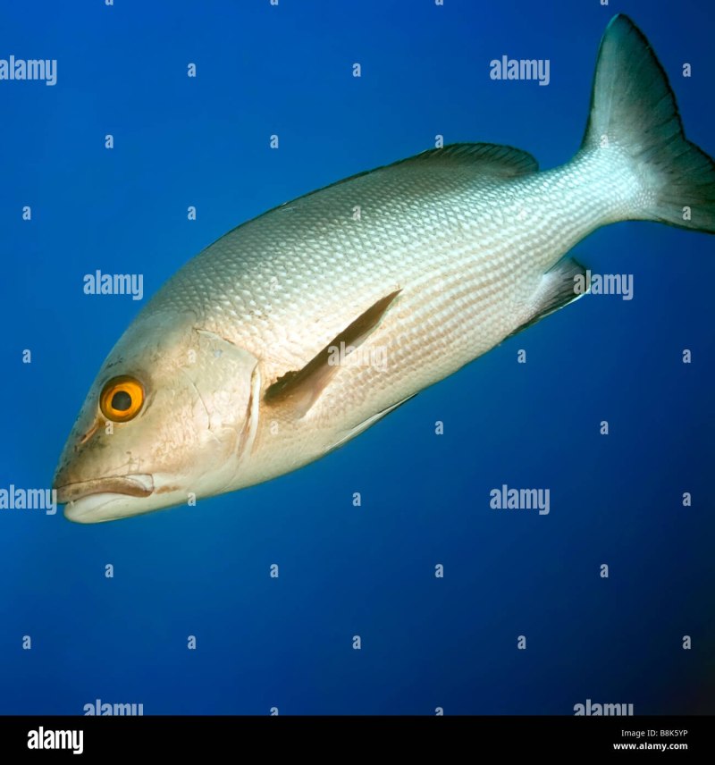 Twinspot Snapper рыба