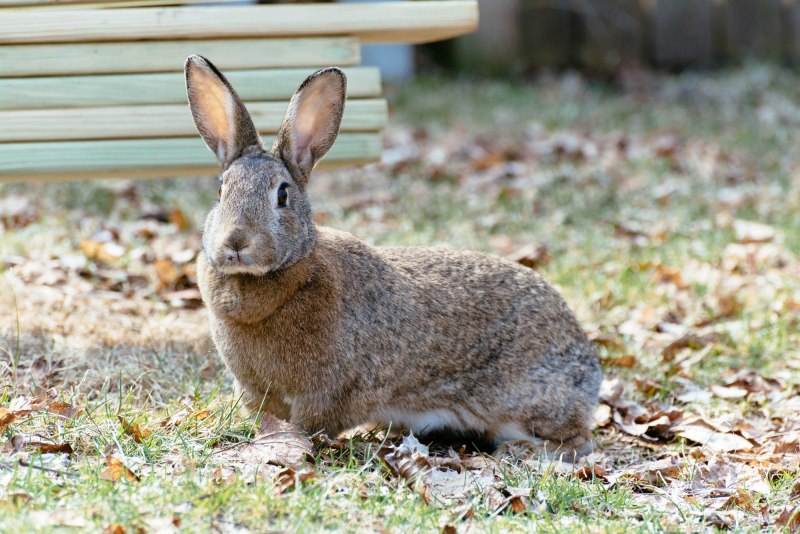 Eastern Cottontail Rabbit