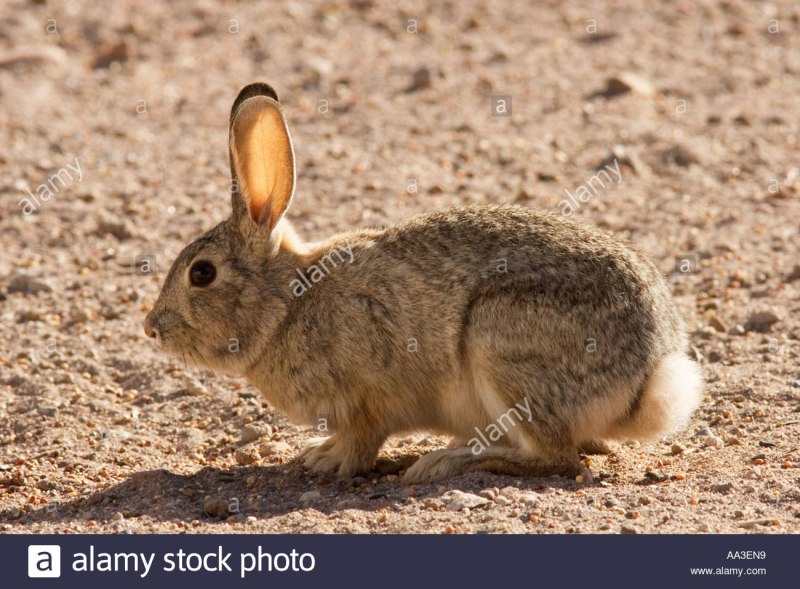 Дикий кролик (лат. Oryctolagus cuniculus)