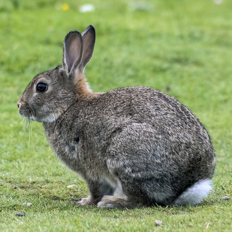 Кролик (Oryctolagus cuniculus) родичи