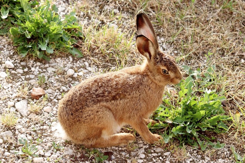 Маньчжурский заяц Lepus mandshuricus