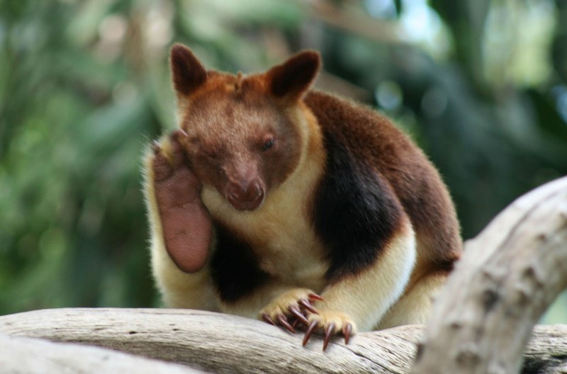 Dendrolagus bennettianus