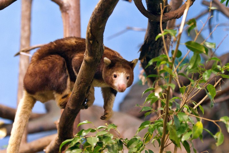 Dendrolagus bennettianus