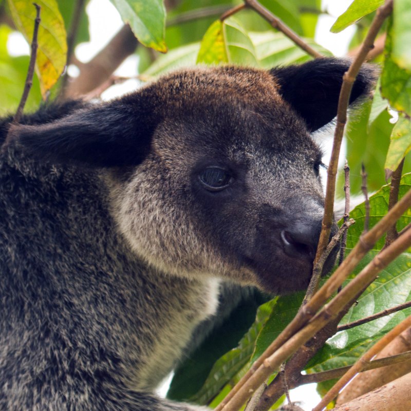 Dendrolagus bennettianus