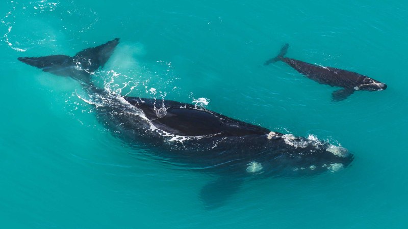 Eubalaena Australis